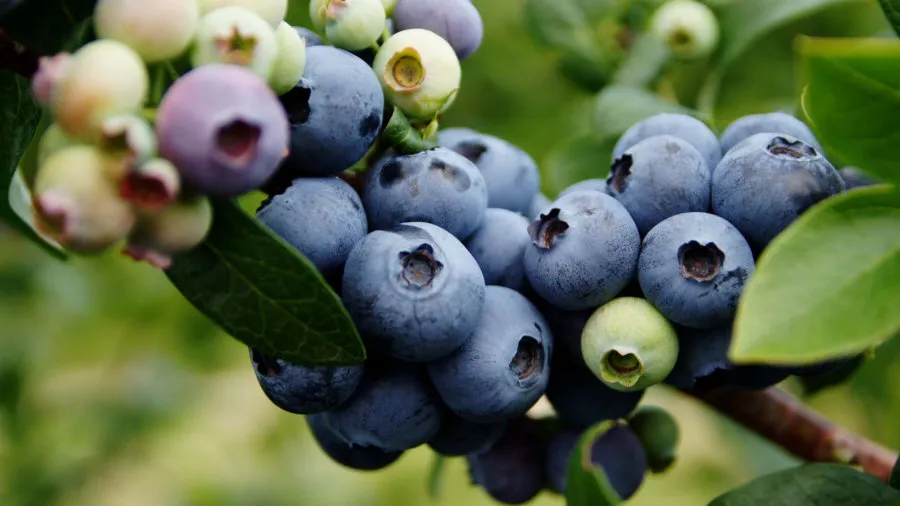 Krzewiński ягадны куст гадавальнік аптовы 01