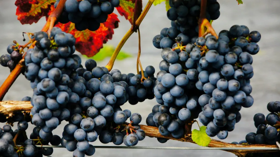 Krzewiński ягадны куст гадавальнік аптовы 05