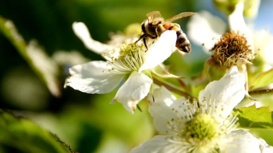 Krzewiński ягадны куст гадавальнік аптовы 07