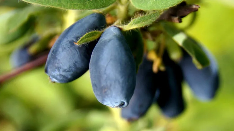 Krzewiński ягадны куст гадавальнік аптовы 10