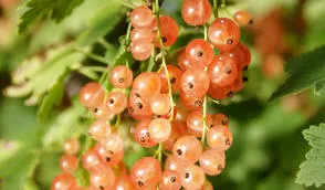 Krzewiński ягадны куст гадавальнік аптам - img 04