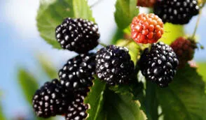 Krzewiński ягадны куст гадавальнік аптам - img 09