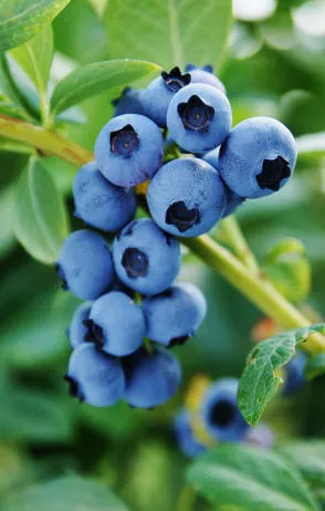 Krzewiński ягадны куст гадавальнік аптам - img 13