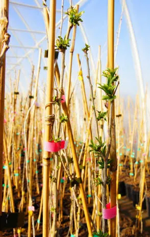 Krzewiński ягадны куст гадавальнік аптам - img 14